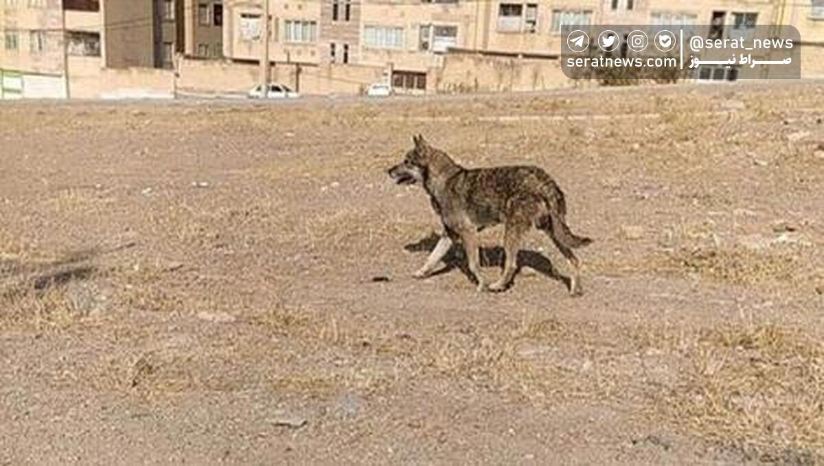 حادثه تلخ در تبریز حمله گرگ جان کودک هشت ساله را گرفت