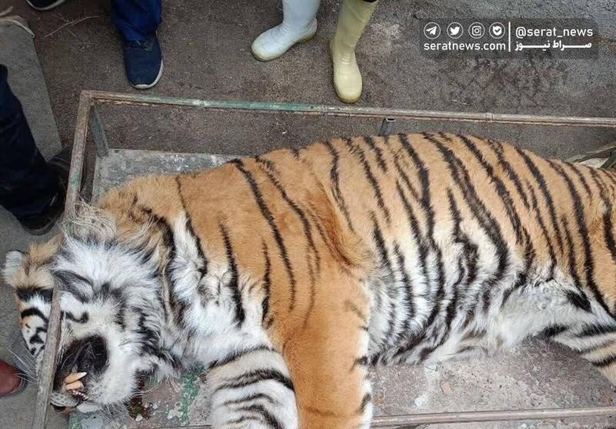 ببر ۱۱ ساله باغ وحش مشهد تلف شد