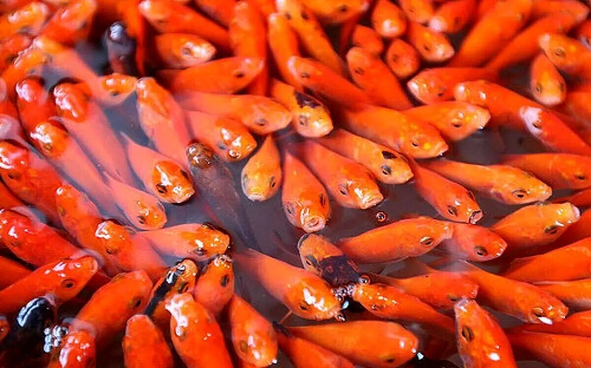 چگونه عمر ماهی‌های قرمز عید را افزایش دهیم
