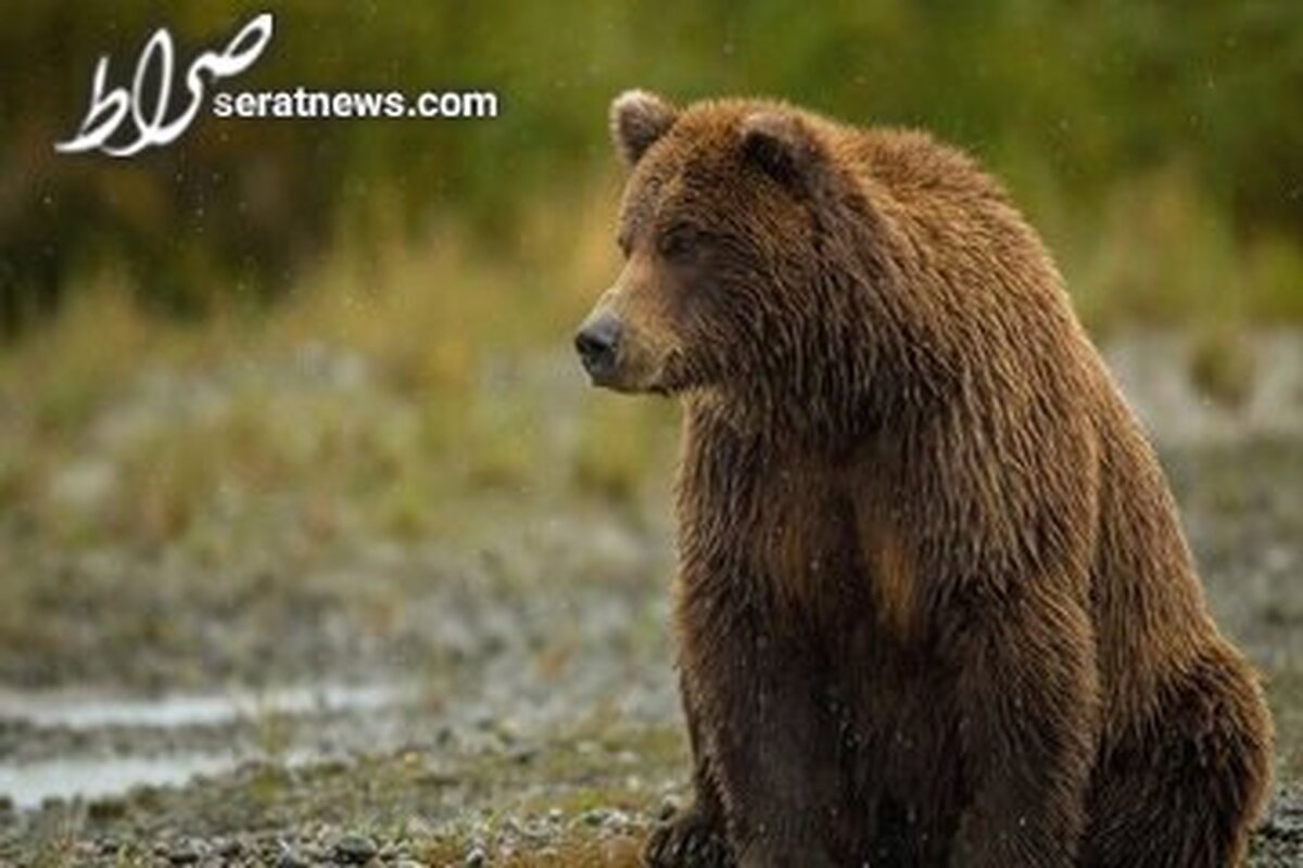 صدور حکم حبس برای عوامل تلف کردن یک خرس در ایذه