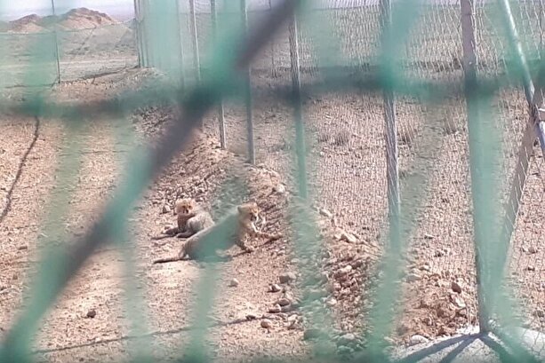 جدیدترین فیلم آذر و توران در سایت تکثیر