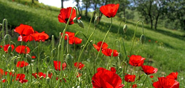 تصاویر/ایران زیباست؛ دشت گل شقایق - لرستان