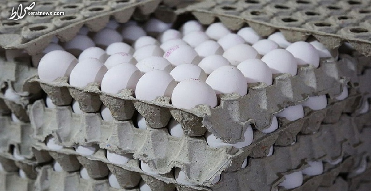 هیچ گونه افزایش قیمتی در خصوص تخم مرغ نداریم