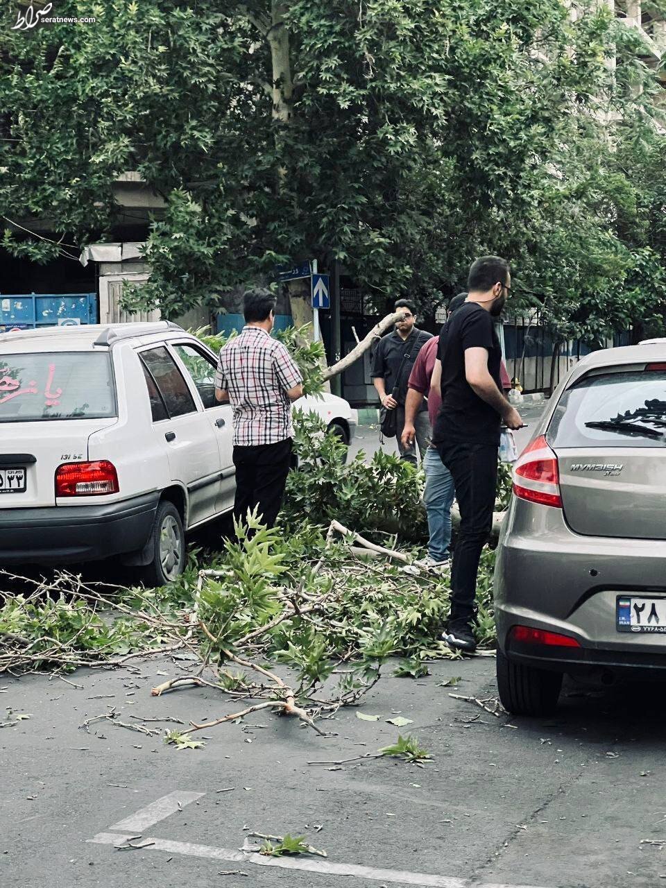 عکس/ سقوط درخت روی ماشین‌ها در تهران