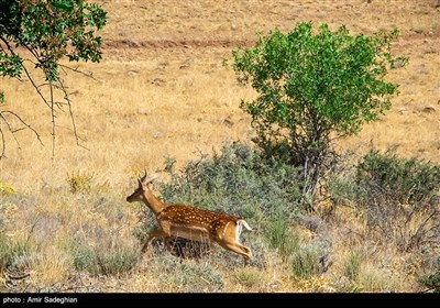 گوزن زرد ایرانی