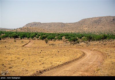 گوزن زرد ایرانی