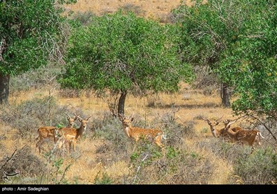 گوزن زرد ایرانی