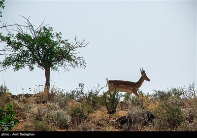 گوزن زرد ایرانی
