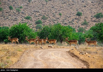 گوزن زرد ایرانی