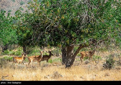 گوزن زرد ایرانی
