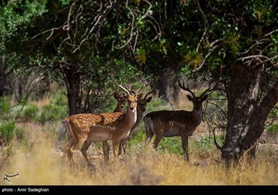 گوزن زرد ایرانی