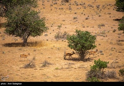 گوزن زرد ایرانی