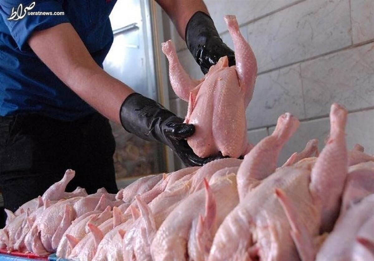 ورود مرغ گرم به بازار ۴ برابر شد/فروش مرغ در میدان بهمن کمتر از قیمت مصوب
