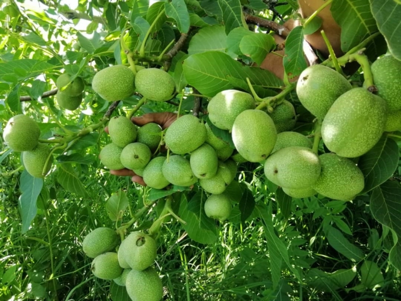 نکات طلایی نگهداری و پرورش نهال گردو که نمی‌دانستید!