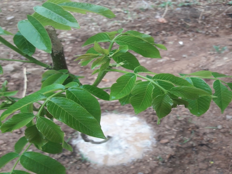 نکات طلایی نگهداری و پرورش نهال گردو که نمی‌دانستید!