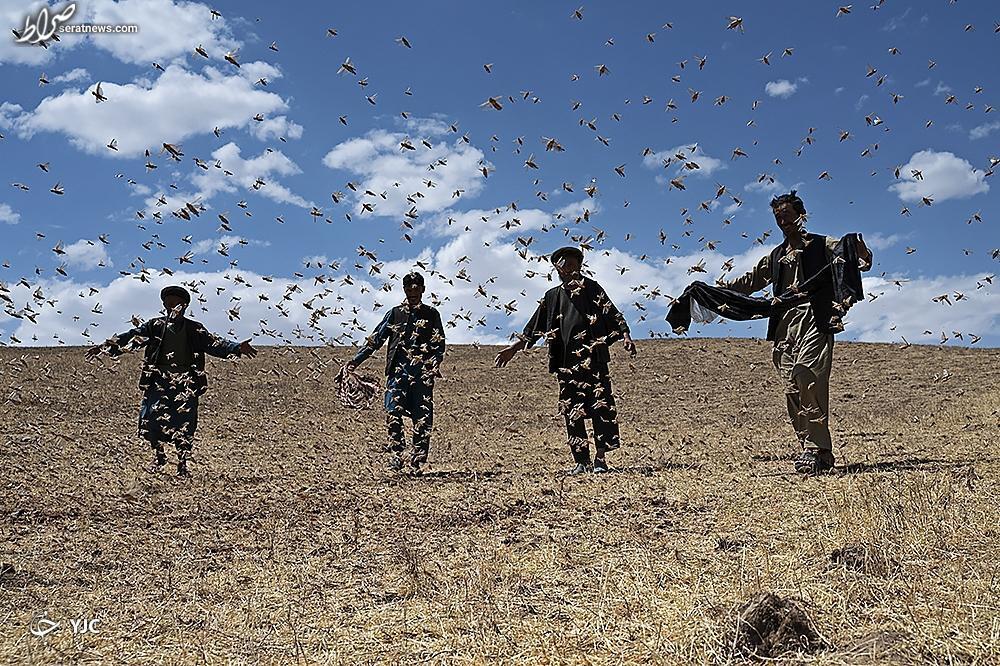 عکس / هجوم ملخ‌ها به مزارع کشاورزان در ولایت بلخ افغانستان