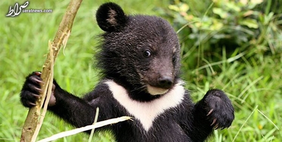 انتقال دو توله خرس سیاه بلوچی به پارک پردیسان