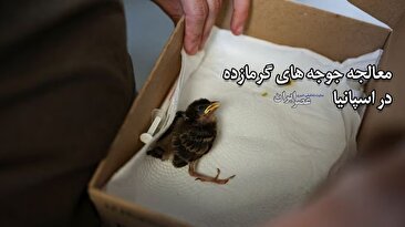 یک اقدام انسانی در اسپانیا/ معالجه جوجههای گرمازده (فیلم) یک اقدام انسانی در اسپانیا/ معالجه جوجههای گرمازده (فیلم)