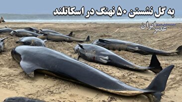 به گل نشستن ۵۰ نهنگ در اسکاتلند/ آیا خودکشی بوده (فیلم) به گل نشستن ۵۰ نهنگ در اسکاتلند/ آیا خودکشی بوده (فیلم)