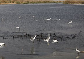 تصاویر / مرگ تدریجی هورالعظیم