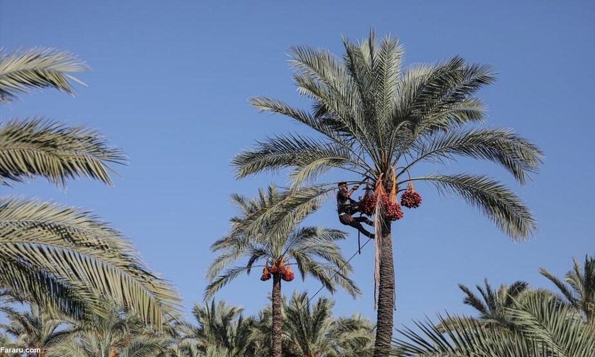قیمت خرما در میادین میوه و تره‌بار هم افزایش یافت؟+ لیست قیمت انواع خرما