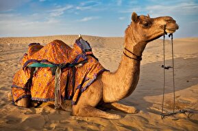 فیلم | صحنه عجیب از زیپ لاین سواری شتر در امارات
