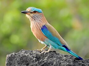 فیلم / سقفی برای سبز قبا