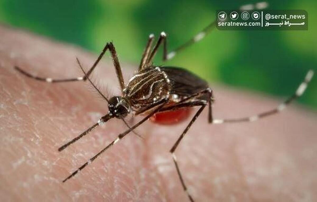 آشنایی با ویروس چیکونگونیا و علائم آن
