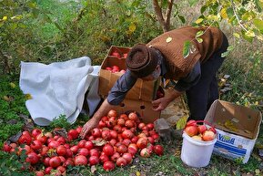 تصاویر / برداشت یاقوت سرخ در ارس و فاروق