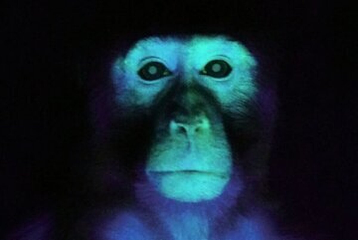 تولد میمونی عجیب در چین با چشمان سبز و انگشتان فلورسنت+ عکس