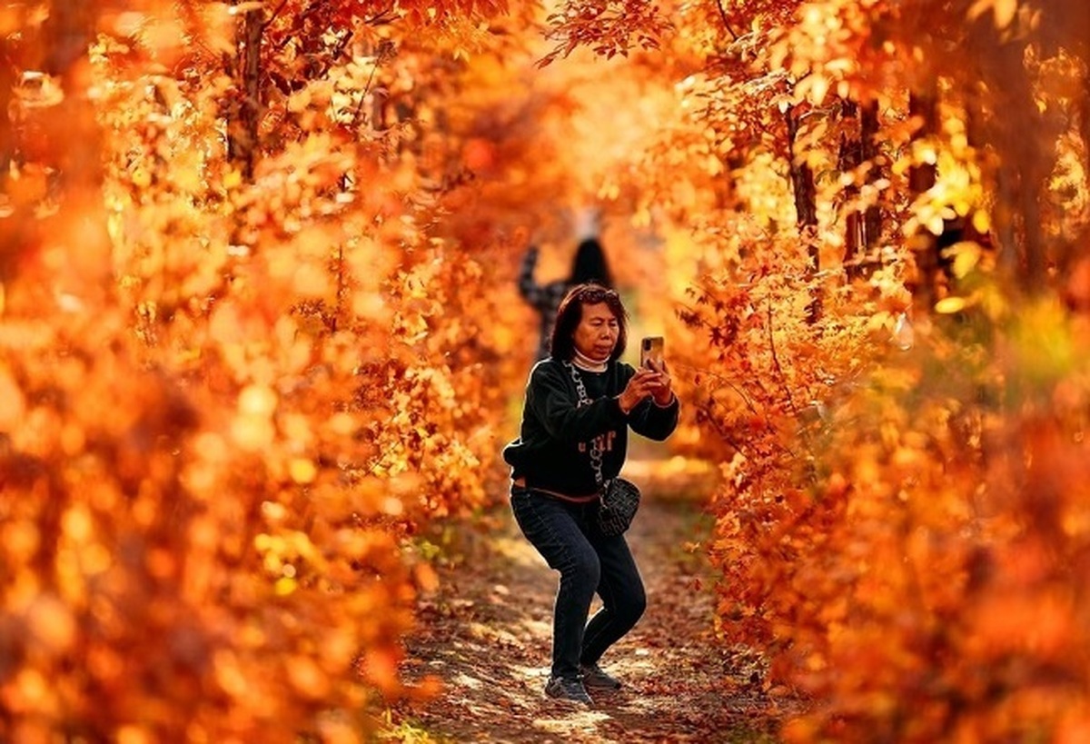 تصاویر / زیباییهای مخمل کوه در گستره زاگرس