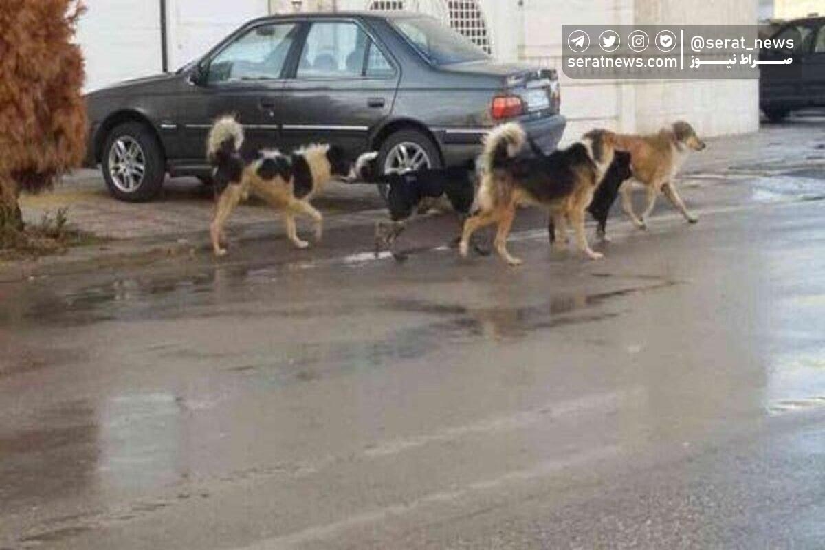 سگهای ولگرد جان کودک سه ساله را در ارومیه گرفتند