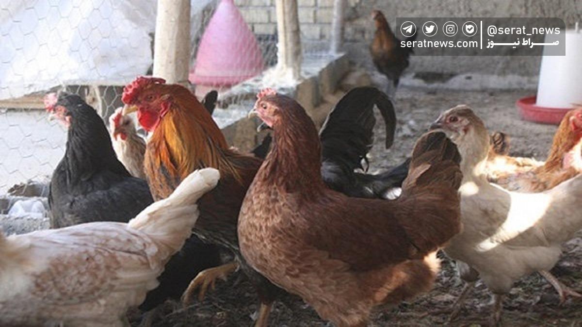 سخنگوی سازمان دامپزشکی: گزارشی از آنفلوانزای فوق حاد پرندگان نداشتیم