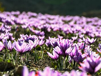 تصاویر / طلای سرخ گلستان