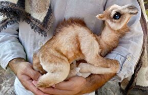 عکس| چشمان زیبای این بچه شتر در فضای مجازی وایرال شد
