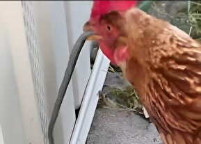 فیلم / خوردن بچه مار توسط مرغ گرسنه