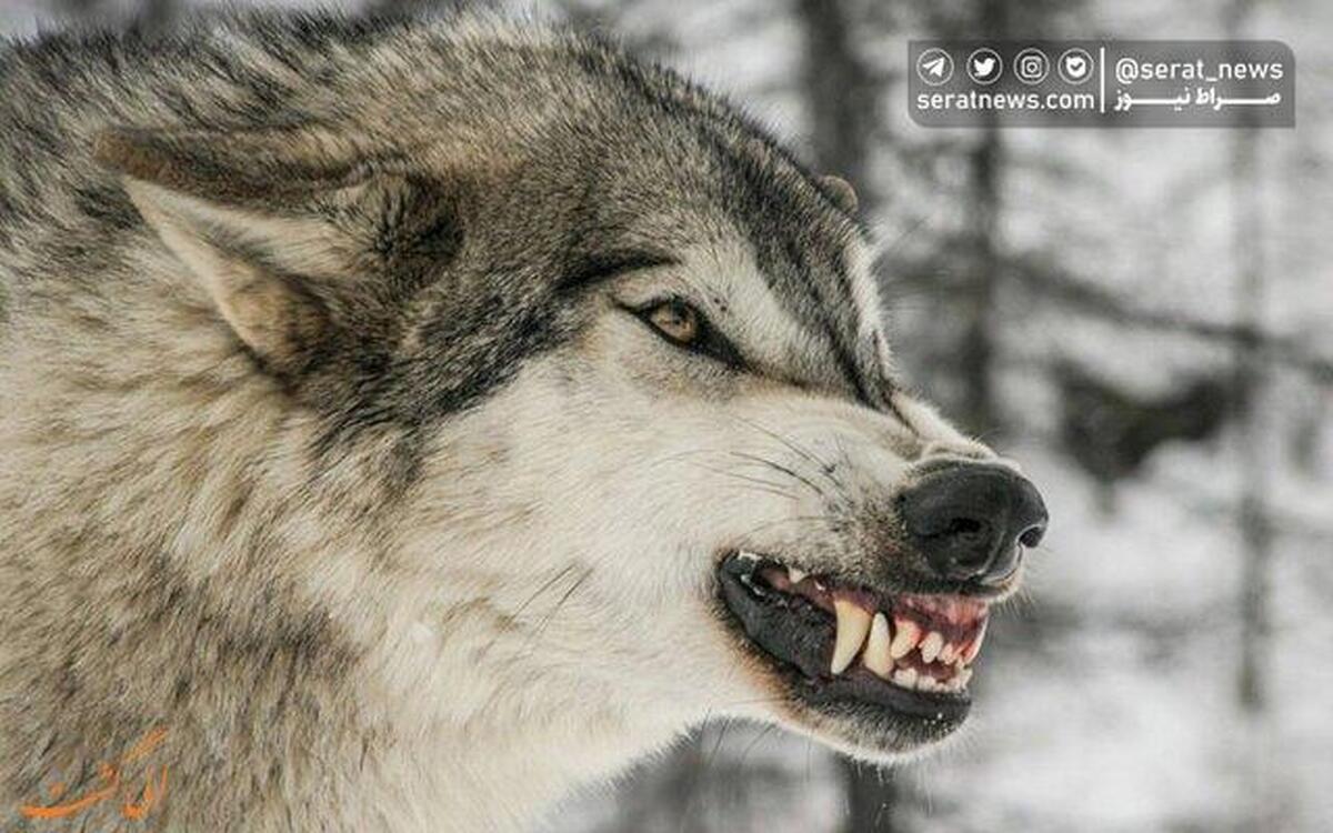 حمله حیوان درنده به ۸ گردشگر در نیشابور