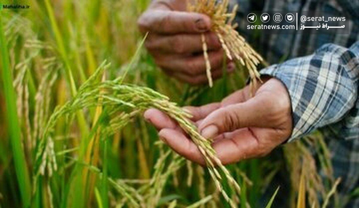 افشاگری نماینده رشت درباره فساد مافیای برنج