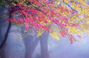 تصاویر / خوش رقصی پاییز در جنگل‌های هیرکانی