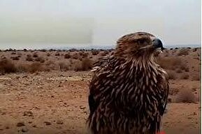 مشاهده یک گونه بسیار نادر از پرنده‌ها به نام 