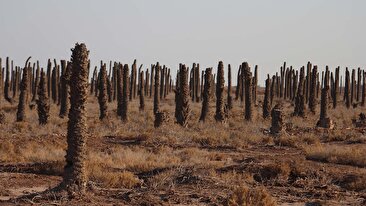 تصویر آخرالزمانی در گوشهای از ایران / هزاران «نفر» بدون سر / عدهای میخواهند اینجا پاکسازی شود تا دیگر کسی آن را نبیند (فیلم) تصویر آخرالزمانی در گوشهای از ایران / هزاران «نفر» بدون سر / عدهای میخواهند اینجا پاکسازی شود تا دیگر کسی آن را نبیند (فیلم)