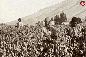عکس| سفر به ایران قدیم؛ مزرعۀ «خشخاش» در ایران عهد قاجار