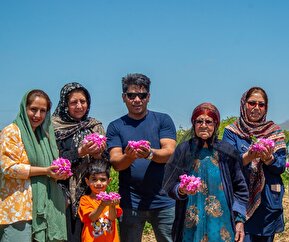 تصاویر / برداشت گل محمدی در میمند