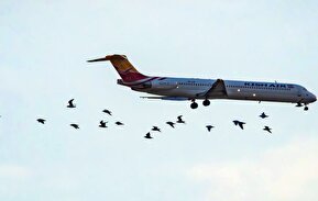 تصاویر / روز جهانی پرندگان مهاجر