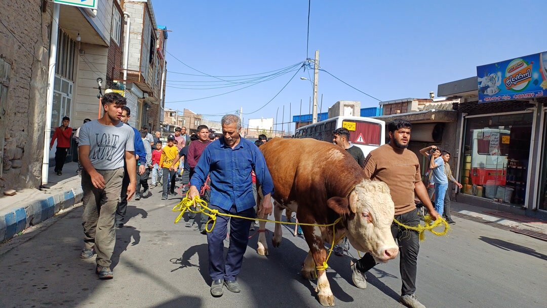 در این روستا یک شب در سال همه کوفته می خورند | مراسم «اوکوز قوربانی» در روستای اسفنجان شهرستان اسکو