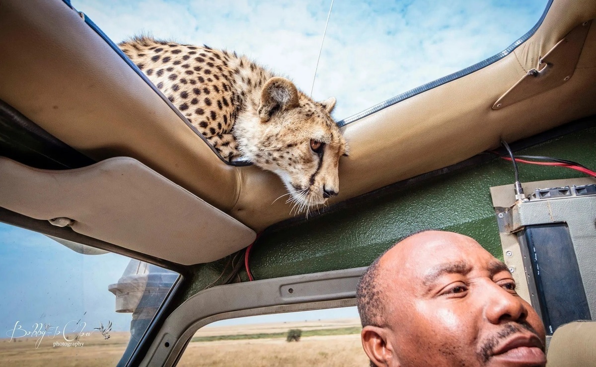 این پلنگ «دماوند» نام گرفت + عکس