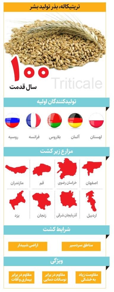 از این گیاه شبیه گندم چه می‌دانید؟