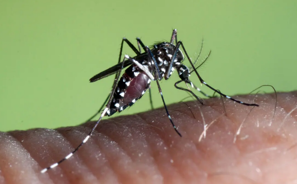 پشه آئدس دوباره خبرساز شد!