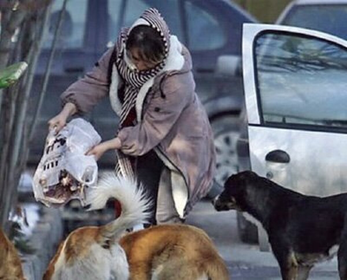 افزایش سگهای ولگرد با ژستهای اینستاگرامی