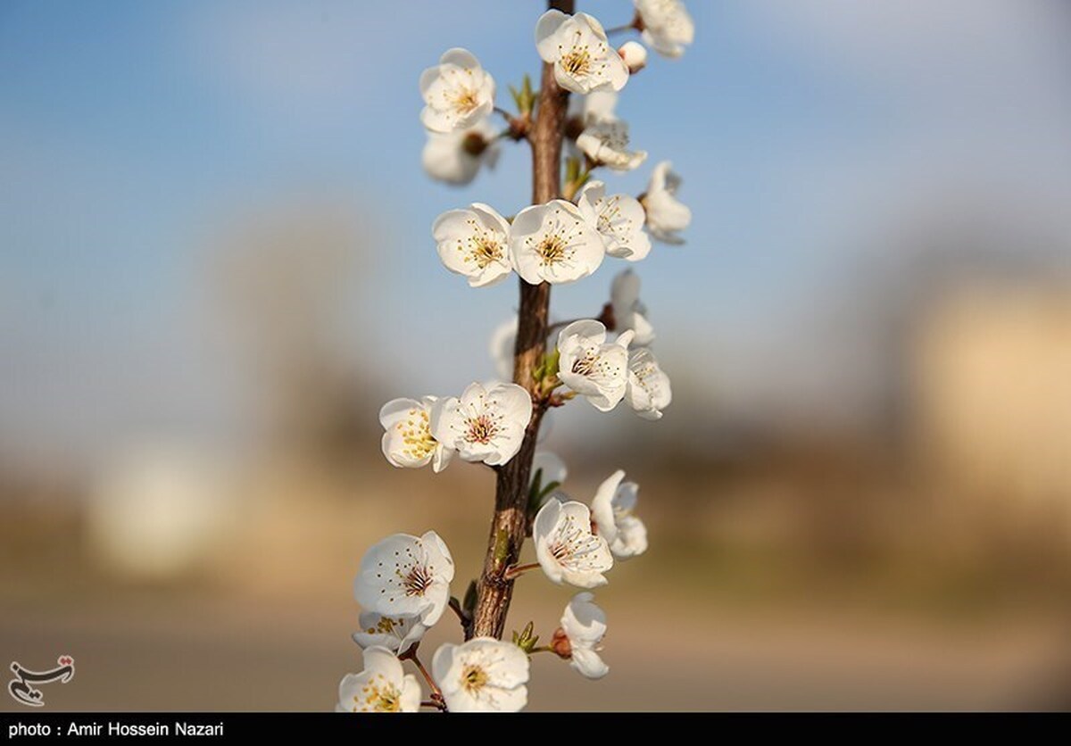 گزارش تصویری | رقص بهاری شکوفهها - سنندج